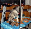 Selly eating on the gooming table